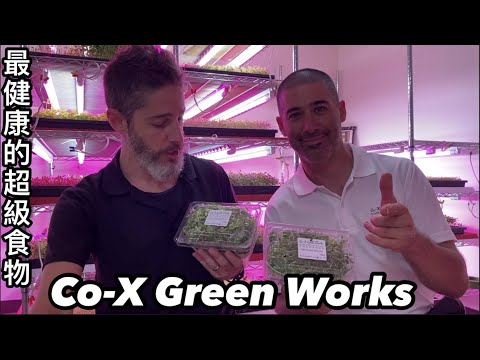 最健康的微型菜苗 Co-X Green Works