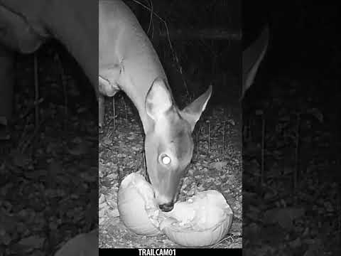 Deer chows down on a festive Halloween Pumpkin Treat! #wildlife #trailcam  #halloween #whitetaildeer