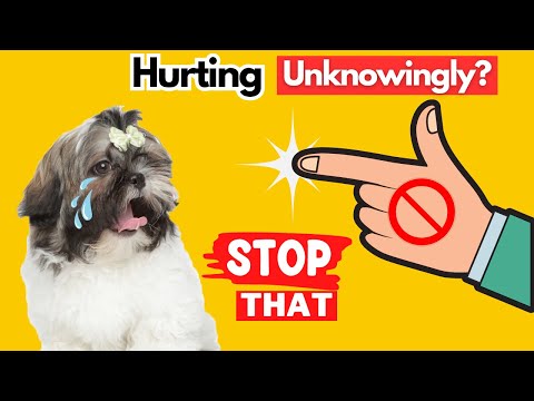 10 Ways You Are Hurting Your Shihtzu Dog Without Realizing