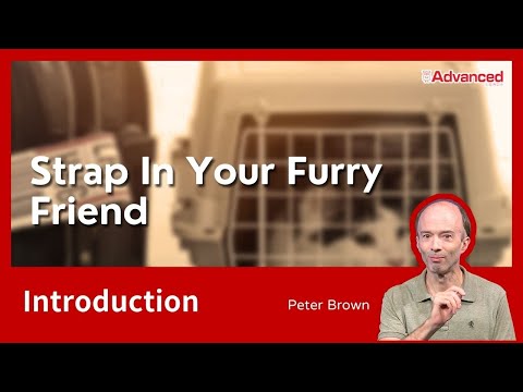 為你的毛小孩繫好安全帶 Strap In Your Furry Friend