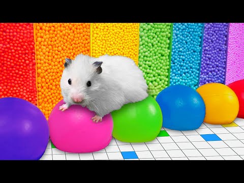 🌈 Rainbow Hamster Maze with Balloons [OBSTACLE COURSE]