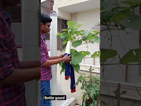 harvesting bottle gourd 🪴