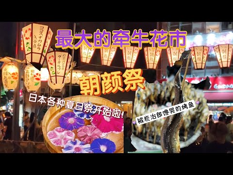 日本的夏日祭来啦！牵牛花祭→入谷朝颜节｜东京庙会活动一般在哪看？路边公示栏｜炭治郎的烤鱼真好吃！