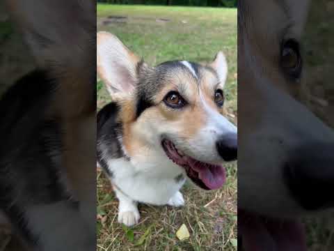 СОБАКИ 200 ЛЕТ НАЗАД | СОБАКИ СЕЙЧАС #funny #dog #pet #cute #funny #funnyvideo