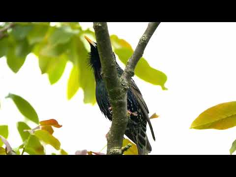 footage: vogel star (Sturnus vulgaris), starling