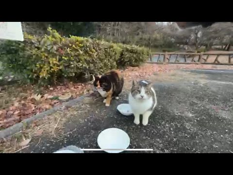 よっくん保護した公園をパトロール 。野良猫ちゃんにチャオチュールあげました。/ よしてんファンクラブ (2024.12.21)