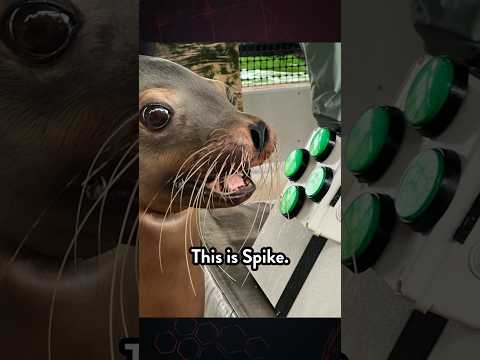 The Navy has video game-playing sea lions?!  🦭 🎮