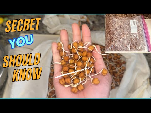 How to Grow Chickpeas Sprouts at Home/ The Secret Recipe of storing sprouts at home