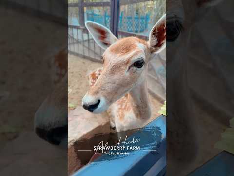 Deer #taif #saudiarabia #travel #trending