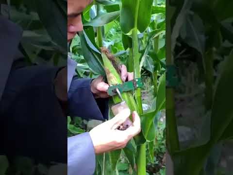 How to lock corn plants | How to create lock corn Plants | Smart Lock | Smart Work lock #lock #viral