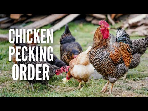 Pecking Order: What it is and How to Handle it?