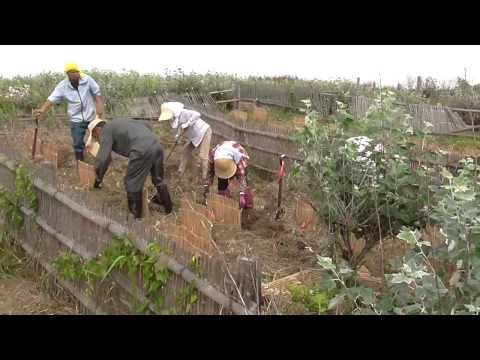 マツ材線虫病抵抗性クロマツの海岸植栽 RG08【林業研究所】