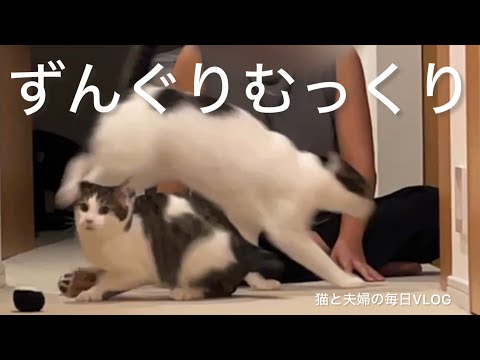 猫と夫婦の毎日VLOG#465 仔カバ体型の暴れん坊猫