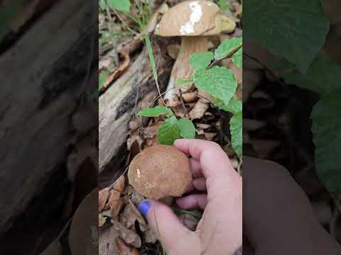 Relaxing Nature Walks, Hunting for Autumn Porcini Mushrooms, Boletus edulis