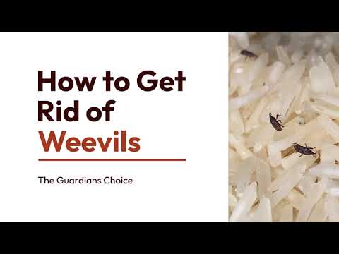 Weevil Woes? Learn How to Get Rid of Weevils Effectively | The Guardian's Choice