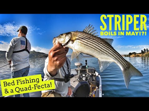 Striper Boils in May?!?  Bed Fishing & a Quad-Fecta!-Castaic Lake