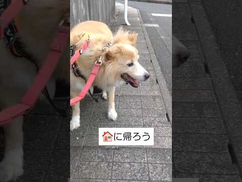 今年の夏は暑くて☀、用💩を済ますのも大変だ💦#shorts #保護犬を飼う#老犬