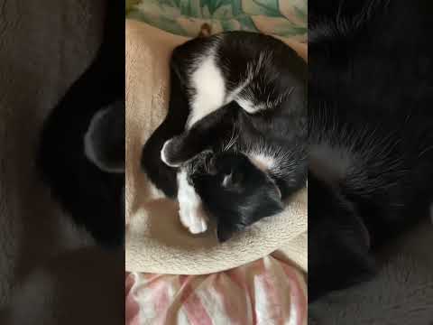 寝方が独特なニャンコ。 #高評価 #cat #ショート #にゃー #ねこ動画 #ねこ #ねこねこ #ネコ動画 #にゃん