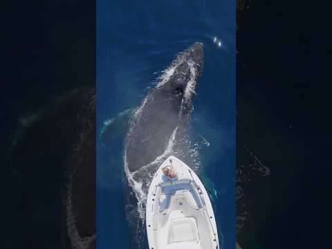 Girl has a once in a lifetime encounter with a Humpback Whale! #mermaid #whale #nature