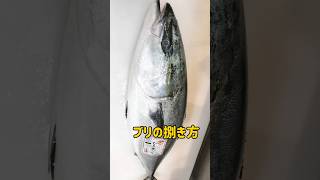 ブリ捌き方【氷見の寒ブリ】10キロ #捌く #ブリの捌き方 #fish