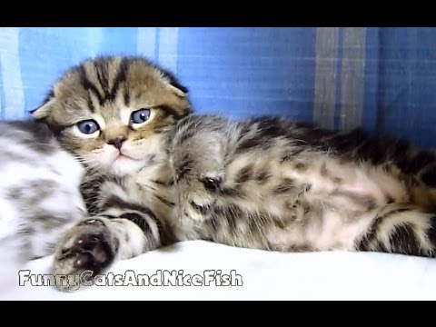 Neko the Cute Scottish Fold Kitten learns how to walk