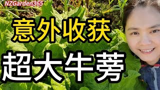 【牛蒡】不用种，不用管，意外闯进菜园的牛蒡给了我意外的惊喜