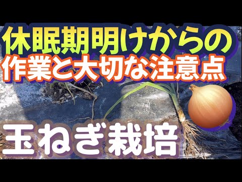 【楽しい玉ねぎ栽培】これからの時期でもとう立ちの原因になる事を防いで沢山収穫を目指す！