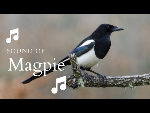 👉 S8 Magpie ( Pica pica ) | Coțofană