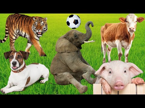 Land animals - Tiger, Elephant, horse, pig, Dog, Cow - Animal sounds