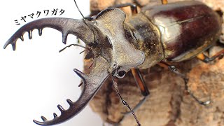 ミヤマクワガタを産卵させる方法【クワガタ飼育】