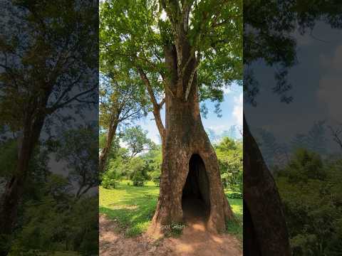 Cave tree 🌲 വയനാട്ടിലെ ഏറ്റവും സുന്ദരമായ വഴികളിൽ ഒന്ന് 💚💚💚