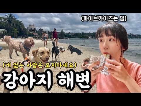 🇦🇺사람보다 강아지가 많은 해변에 가보다 feat.파이브가이즈 [호주워홀21]