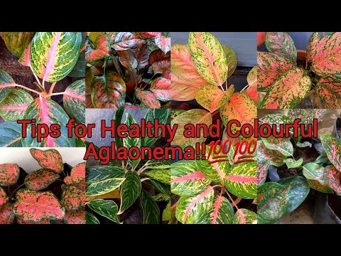 Tips for Healthy and Colourful Aglaonema | അഗ്ളോണിമ വളരാൻ ഇങ്ങനെ ചെയ്താൽ മതി