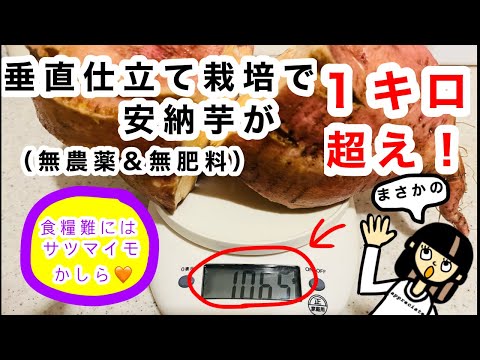 【食糧危機の備え】安納芋が１キロ超え！すご過ぎる垂直仕立て栽培。食糧難の備蓄に巨大なサツマイモはいかがでしょうか！