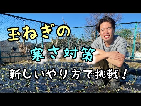 【冬越し】玉ねぎ栽培の防寒対策/家庭菜園