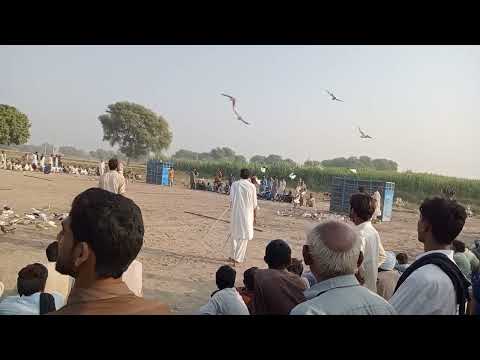 pigeon show || best kabootar bazi in Punjab Pakistan zila Rahim yar khan // amazing competition