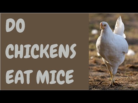 Do Chickens Eat Mice