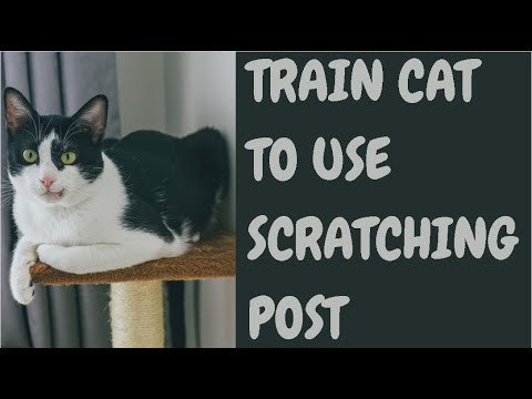 Train Cat To Use Scratching Post