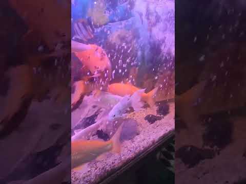 Beautiful multicolored fishes 👌#shorts#viral #tranding #reels #viralvideo #fish#beautiful#