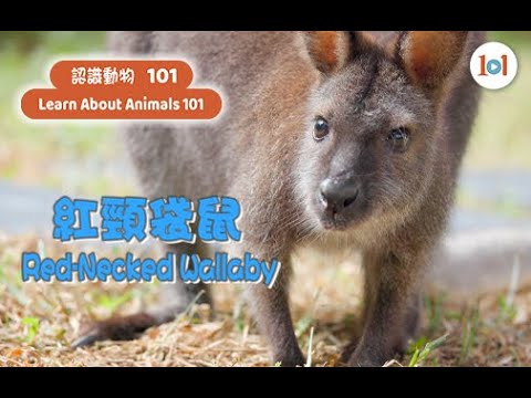 【認識動物101】紅頸袋鼠 【Learn About Animals 101】Red-necked Wallaby