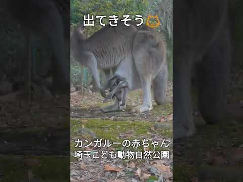 カンガルーの赤ちゃんが袋から出てきたよ😺埼玉こども動物自然公園#shorts