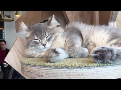 【可愛い】猫カフェ モカ原宿店（Cat cafe in HARAJUKU）で眠る猫に癒される！