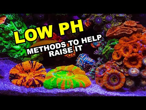 Low PH? Need help raising it?