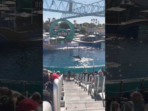 🐬 Dolphin Adventures | SeaWorld San Diego #shorts