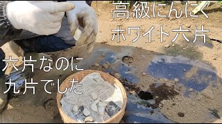 ホワイト六片にんにく＃1種蒔き方法【マルチ栽培】【雑草対策】【植付時の暑さ対策】2022年9月14日　9月30日