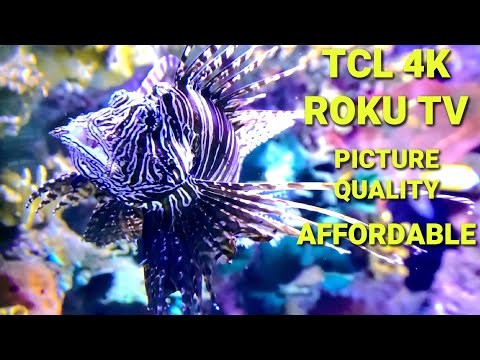 Stunning Picture Quality ~ The Affordable TCL 75" 4K Roku TV Review