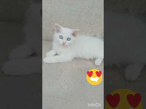 Cute little babiessss 😘😻 #cat #youtubeshorts #kitten #baby #love #shorts #viral #ytshorts