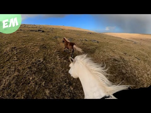 A Reinless Ride across Bodmin Moor