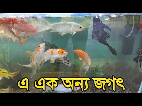 এ এক অন্য জগৎ | Jessore collectory fish aquarium | Rupkothar Golpo