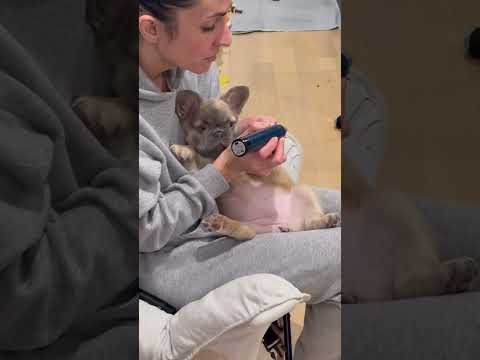 Puppy Nail Trim Tricks! #frenchie #frenchbulldog #puppy #dog #pets #grooming #